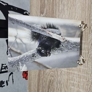 4x6 Cute Black Squirrel Eating in‎ a Tree Oil Painting Art Photography Print